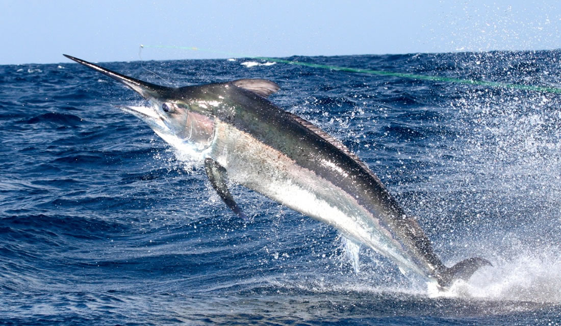 Giant Black Marlin | Cairns Marlin Fishing | Black Marlin Cairns