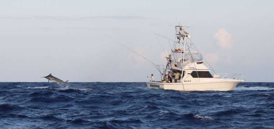 Lizard Island Tournament Update